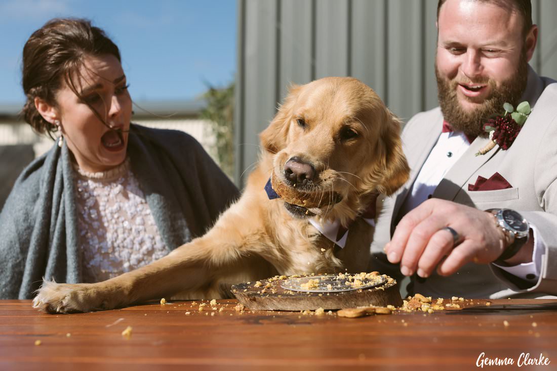 Barnaby the golden retriever takes a huge bite out of his specially made doggie cake at his parents Buxton Wedding